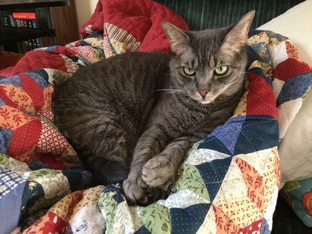 Entry image for Gracie. Clicking this image will show a larger photo