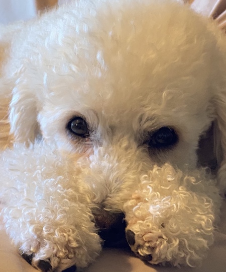 Entry image for Solo. Clicking this image will show a larger photo