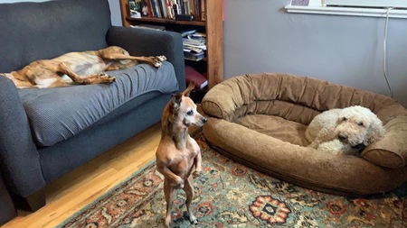 Entry image for Myra- Noodle- and OZ. Clicking this image will show a larger photo