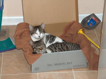 Entry image for Oreo and Smushy. Clicking this image will show a larger photo