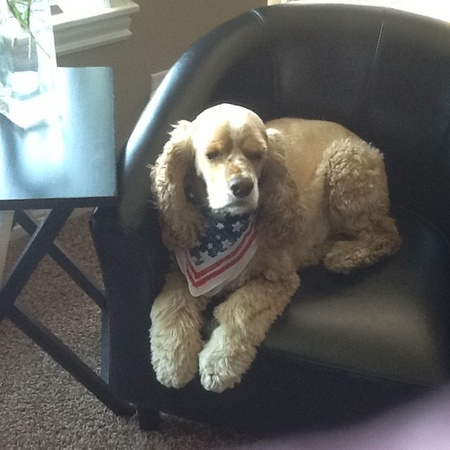 Entry image for Toby. Clicking this image will show a larger photo