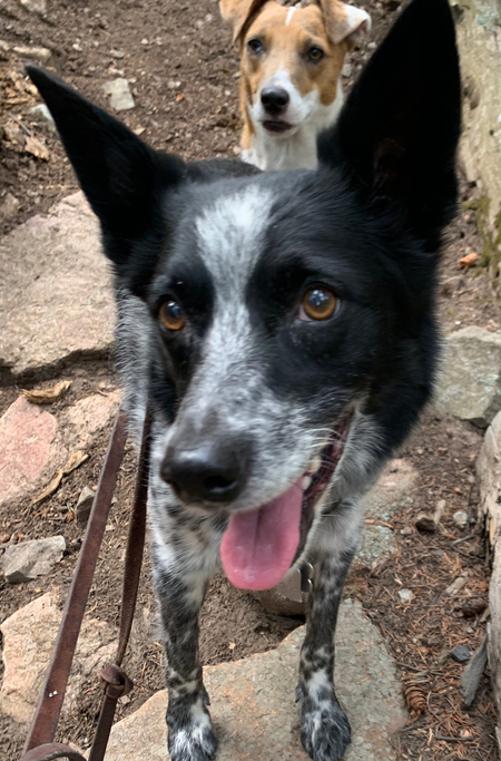 Entry image for Sydney and Nutmeg. Clicking this image will show a larger photo