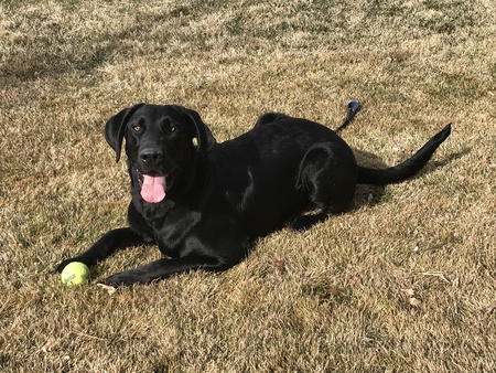 Entry image for Cooper. Clicking this image will show a larger photo