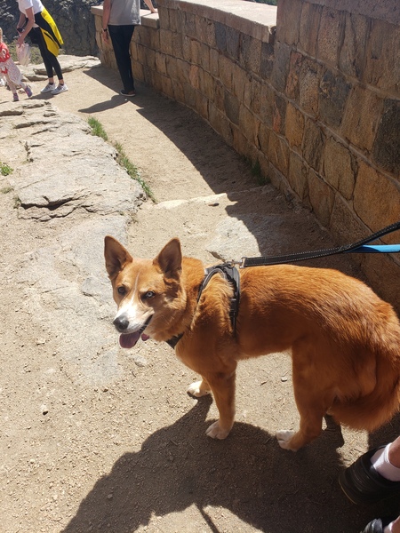 Entry image for Lady . Clicking this image will show a larger photo