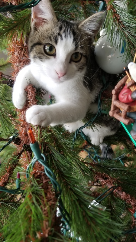 Entry image for Meeko. Clicking this image will show a larger photo