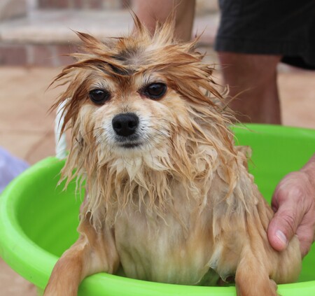 Entry image for Sammy. Clicking this image will show a larger photo