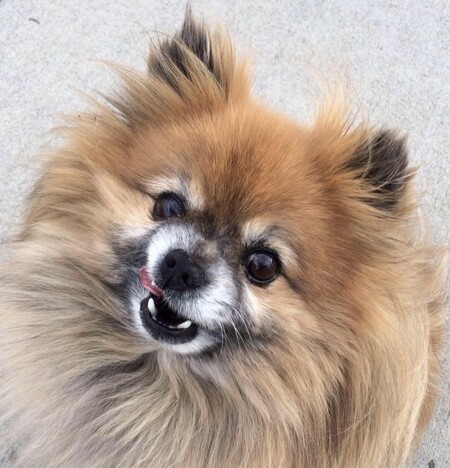 Entry image for Rex. Clicking this image will show a larger photo