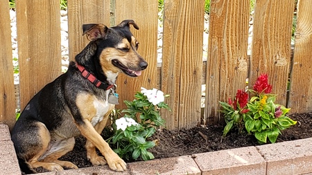Entry image for Annie guarding the newly planted flowers. Clicking this image will show a larger photo
