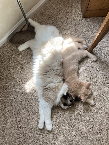 Entry image for Deuce and Spenser. Clicking this image will show a larger photo