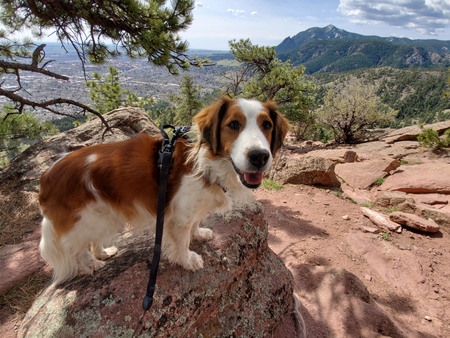 Entry image for Dutch. Clicking this image will show a larger photo