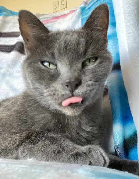 Entry image for Coco von Fluffytocks . Clicking this image will show a larger photo