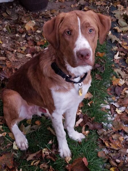 Entry image for Hooper. Clicking this image will show a larger photo