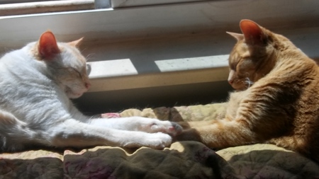 Entry image for Peaches and Ginger. Clicking this image will show a larger photo