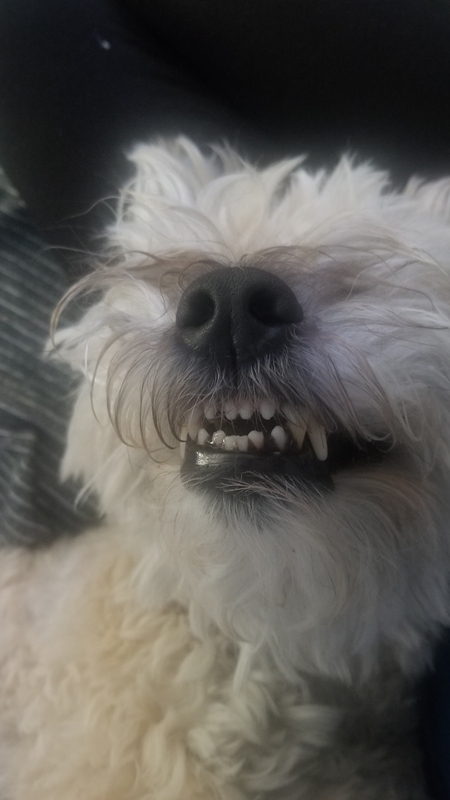 Entry image for Dillon. Clicking this image will show a larger photo