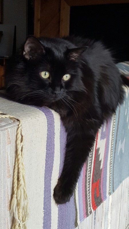 Entry image for Lily. Clicking this image will show a larger photo