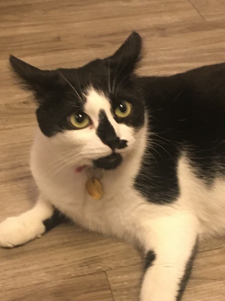 Entry image for Molly Moo. Clicking this image will show a larger photo