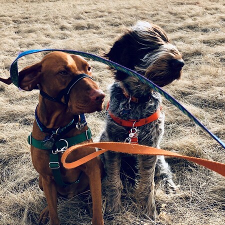 Entry image for Finn and Seamus. Clicking this image will show a larger photo