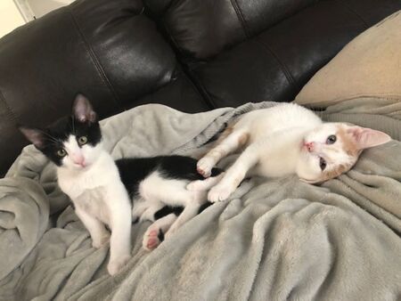 Entry image for Oliver and Rebel. Clicking this image will show a larger photo