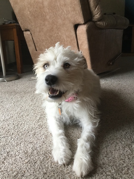 Entry image for Luna. Clicking this image will show a larger photo