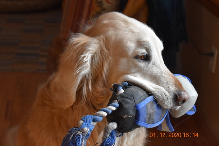 Entry image for Louie. Clicking this image will show a larger photo