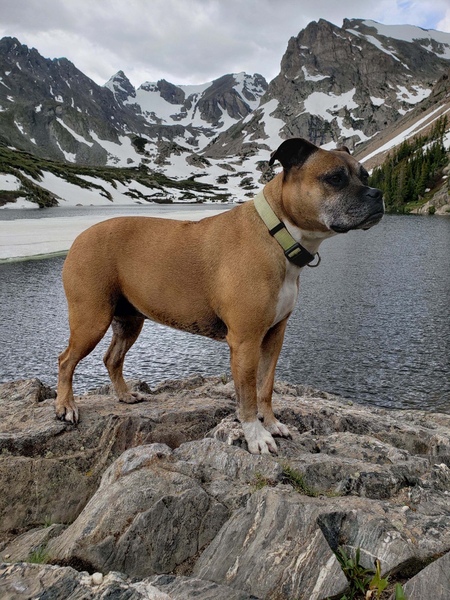 Entry image for Bella. Clicking this image will show a larger photo