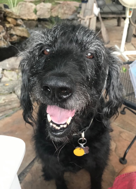 Entry image for Scout. Clicking this image will show a larger photo