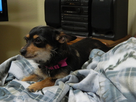 Entry image for Pixie. Clicking this image will show a larger photo