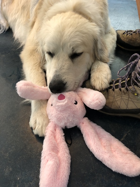 Entry image for Sugar . Clicking this image will show a larger photo