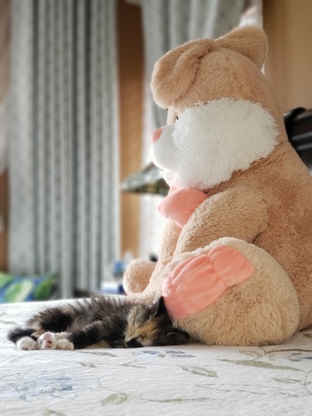 Entry image for Lucy. Clicking this image will show a larger photo