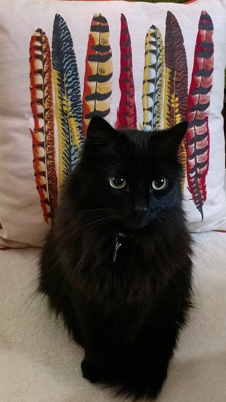 Entry image for Simon. Clicking this image will show a larger photo