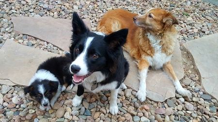 Entry image for Pepper, Dallas & Lexi. Clicking this image will show a larger photo