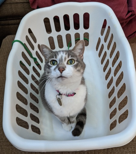 Entry image for Nala. Clicking this image will show a larger photo