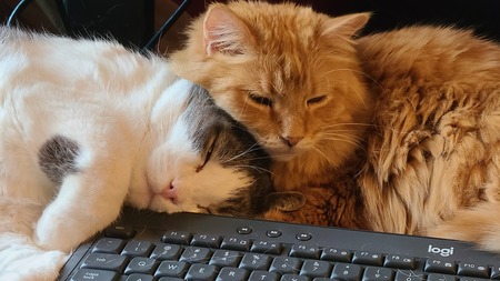 Entry image for Charlie & Sunny. Clicking this image will show a larger photo