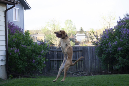 Entry image for Luna. Clicking this image will show a larger photo