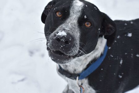 Entry image for Buddy . Clicking this image will show a larger photo