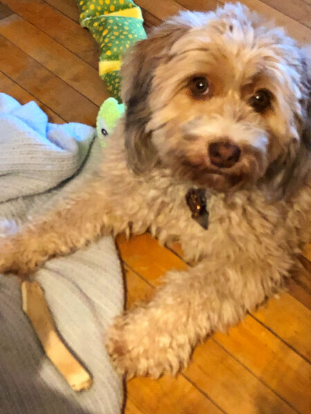 Entry image for Maggie. Clicking this image will show a larger photo