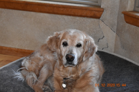 Entry image for Lizzie. Clicking this image will show a larger photo