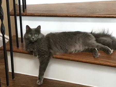 Entry image for Pyrite. Clicking this image will show a larger photo