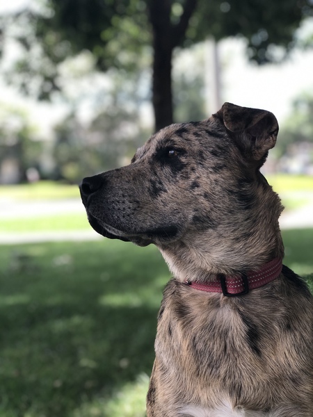 Entry image for Bucky . Clicking this image will show a larger photo