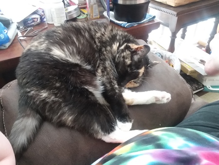 Entry image for Mittens. Clicking this image will show a larger photo