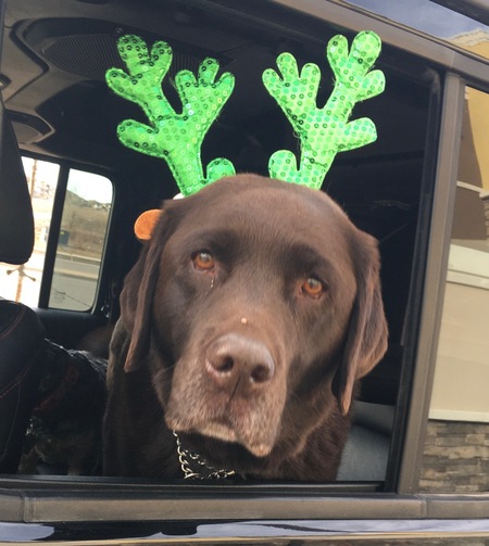 Entry image for Riley. Clicking this image will show a larger photo