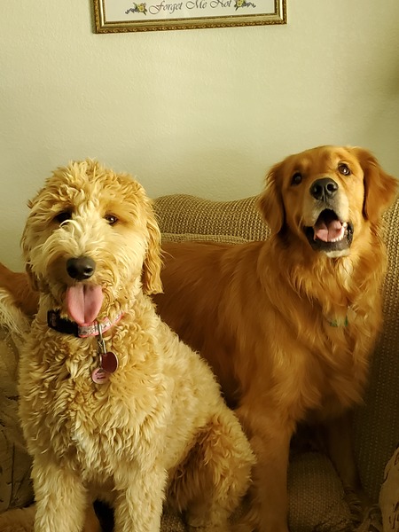 Entry image for Roxy and Cooper. Clicking this image will show a larger photo