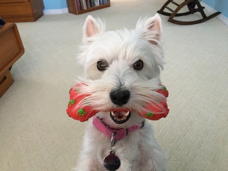 Entry image for Gracie. Clicking this image will show a larger photo