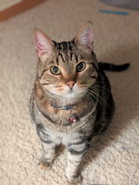 Entry image for Moses. Clicking this image will show a larger photo