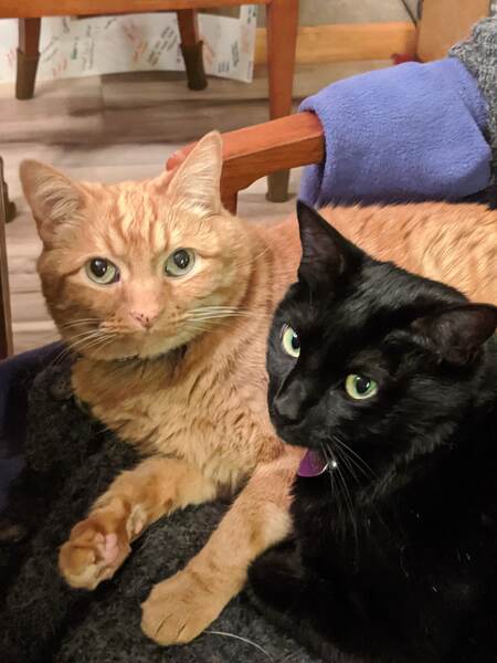 Entry image for Chester and Mindy. Clicking this image will show a larger photo