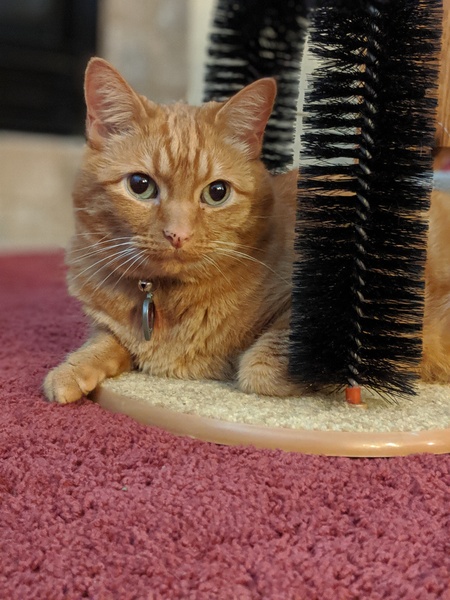 Entry image for Chester. Clicking this image will show a larger photo