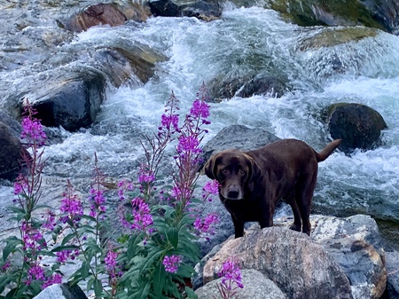 Entry image for Sunny. Clicking this image will show a larger photo