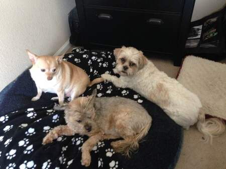 Entry image for Shay, Oscar and Cory. Clicking this image will show a larger photo