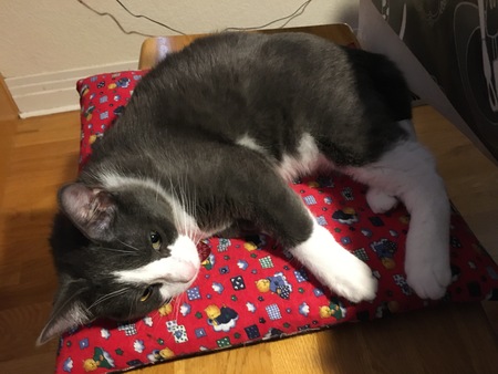 Entry image for Lila. Clicking this image will show a larger photo