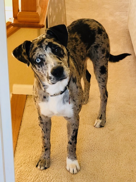 Entry image for Lefty. Clicking this image will show a larger photo